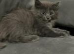 Siberian Kittens - Siberian Kitten For Sale - 