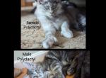 Zoe 1 - Maine Coon Kitten For Sale - 