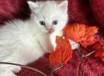 Leonardov - Scottish Fold Kitten For Sale - Philadelphia, PA, US