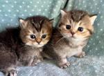 British Dark Golden  Sisters - British Shorthair Kitten For Sale - Orlando, FL, US