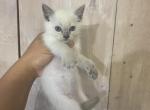 Leo - Siamese Kitten For Sale - Guys Mills, PA, US