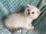 Scottish Fold White Color Point  Male - Scottish Fold Kitten For Sale - Orlando, FL, US