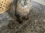 Sky - Domestic Cat For Sale - Arlington, VA, US