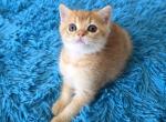 Dale - Scottish Straight Kitten For Sale - 