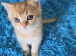 Dale - Scottish Straight Kitten For Sale - 