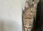 Lee - Domestic Cat For Sale - 