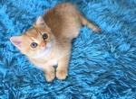 Dalle - Scottish Fold Kitten For Sale - 