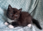 British Shorthair Dark and White  Male - British Shorthair Kitten For Sale - Orlando, FL, US