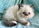 Ragdoll  Male - Ragdoll Kitten For Sale - Orlando, FL, US