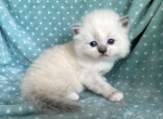 Ragdoll  Female - Ragdoll Kitten For Sale - Orlando, FL, US