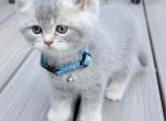 Blue Collar - British Shorthair Kitten For Sale - 