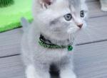 Green Collar - British Shorthair Kitten For Sale - WA, US