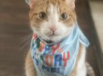 Cash - Domestic Cat For Adoption - Nashville, TN, US