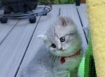 Red Collar - British Shorthair Kitten For Sale - WA, US