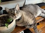 Aspen - Domestic Cat For Sale - 