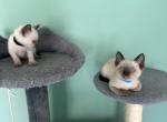 Tommy - Siamese Kitten For Sale - Philadelphia, PA, US