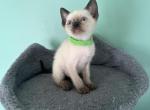 Milo - Siamese Kitten For Sale - 