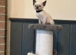 Oliver - Siamese Kitten For Sale - Philadelphia, PA, US