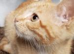 Ginger - Siamese Kitten For Sale - Portland, OR, US