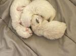 Charlie Ragdolls - Ragdoll Kitten For Sale - 