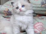 GiGi - Ragdoll Kitten For Sale - 