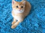 Dalee - Scottish Straight Kitten For Sale - Philadelphia, PA, US