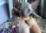 Batbaby2 - Bambino Kitten For Sale - Chicago, IL, US