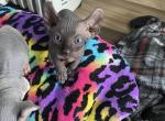 Batbaby 3 - Sphynx Kitten For Sale - 