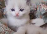 Kimi - Ragdoll Kitten For Sale - 