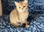 Mia - British Shorthair Kitten For Sale - 