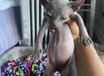 Batbaby4 - Sphynx Kitten For Sale - 