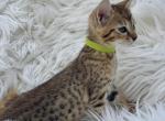 Phil - Savannah Kitten For Sale - 