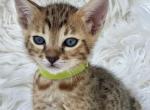 Phil - Savannah Kitten For Sale - 