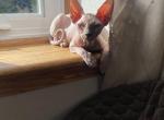 Mimi - Sphynx Kitten For Sale - 