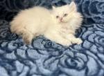 Coco - British Shorthair Kitten For Sale - 