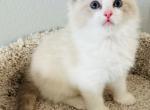 Blue Bi Female - Ragdoll Kitten For Sale - Los Angeles, CA, US