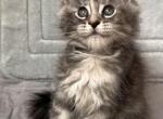 Bellaveresk1 - Maine Coon Kitten For Sale - 