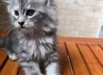 Bella1 - Maine Coon Kitten For Sale - Arvada, CO, US