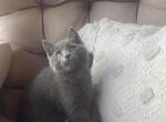 WILLOW - Domestic Kitten For Sale - 