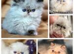 Candy - Persian Kitten For Sale - Pasadena, CA, US