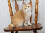 Shantaren Shakh Dilan ny12 color - British Shorthair Kitten For Sale - San Francisco, CA, US