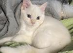 SALE Gweneths Ragdoll Sepia Creampoint - Ragdoll Kitten For Sale - 