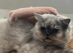 Smoky - Ragamuffin Cat For Sale - Salem, OR, US