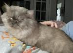 Fox short legs - Munchkin Cat For Sale - 