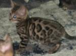 Bengal Girl - Bengal Kitten For Sale - 