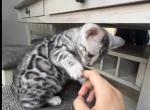 Silver Bengal Girl - Bengal Kitten For Sale - Berwyn, IL, US