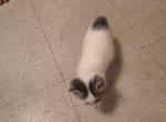 MANX KITTENS - Domestic Kitten For Sale - Oregon City, OR, US