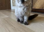 Breeder1 - Ragdoll Kitten For Sale/Service - CA, US