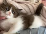 Chocolate and white bicolor - Ragamuffin Kitten For Sale - Salem, OR, US