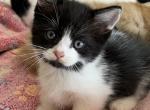 Black and white male short legs - Munchkin Kitten For Sale - Salem, OR, US